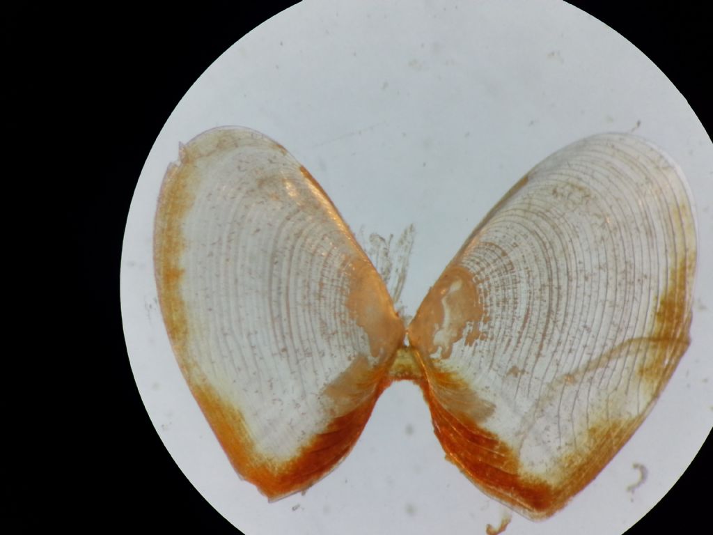 Bivalvos Juveniles Quiz